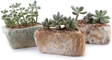 Transform Your Space with T4U Ceramic Succulent Pots – Set of 3!